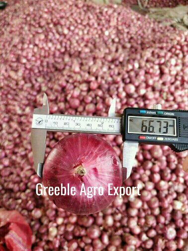 A Grade Maharashtra Fresh Red Onion, Gunny Bag, Onion Size Available: Medium