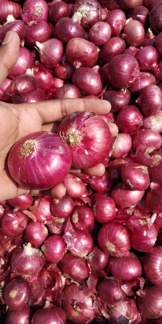 https://greebleagro.com/wp-content/uploads/2019/05/A-Grade-Big-Onion.jpg