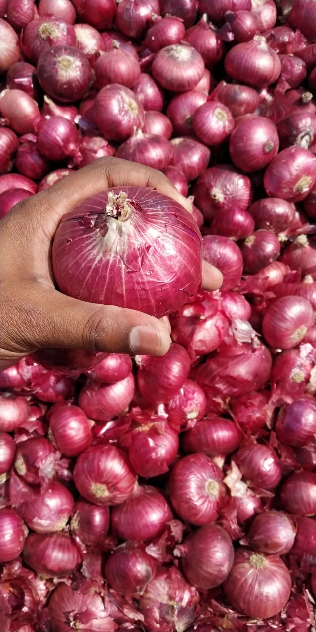 Maharashtra Fresh Red Onion, Net Bag, Packaging Size: 50 Kg