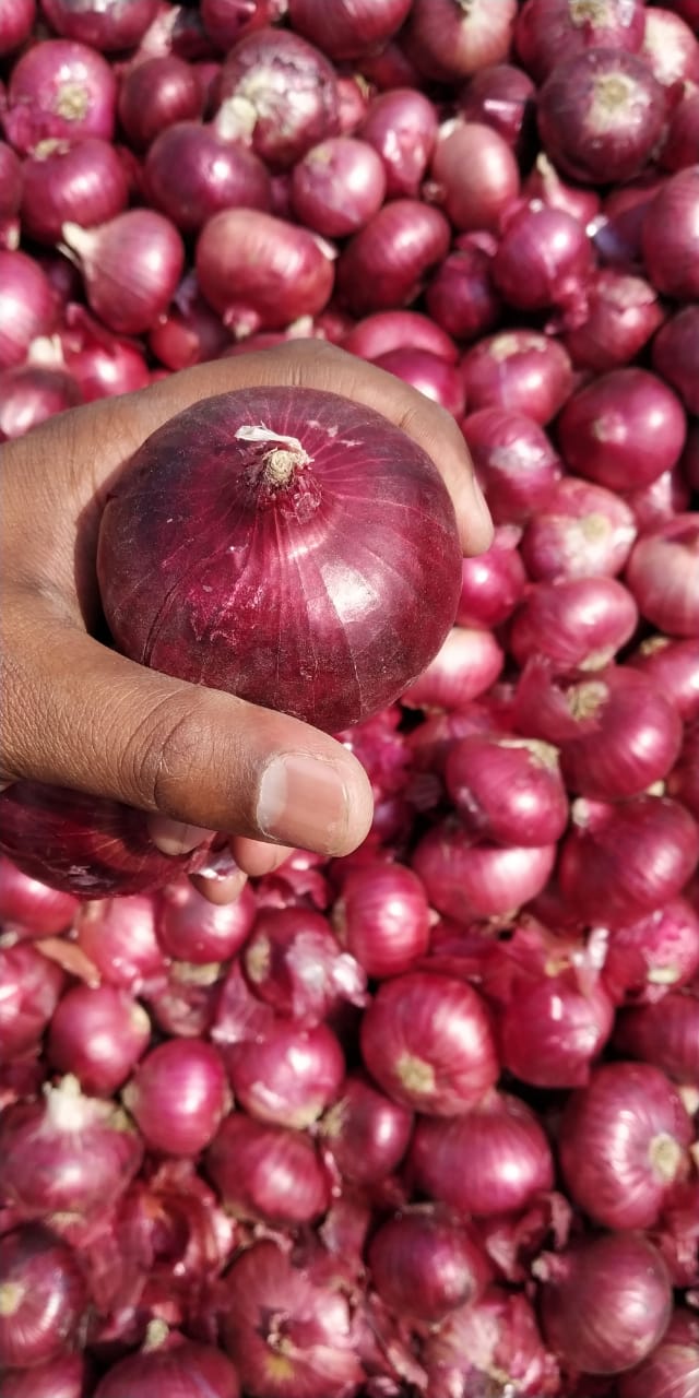 A Grade Maharashtra Fresh Red Onion, Gunny Bag, Onion Size Available: Medium