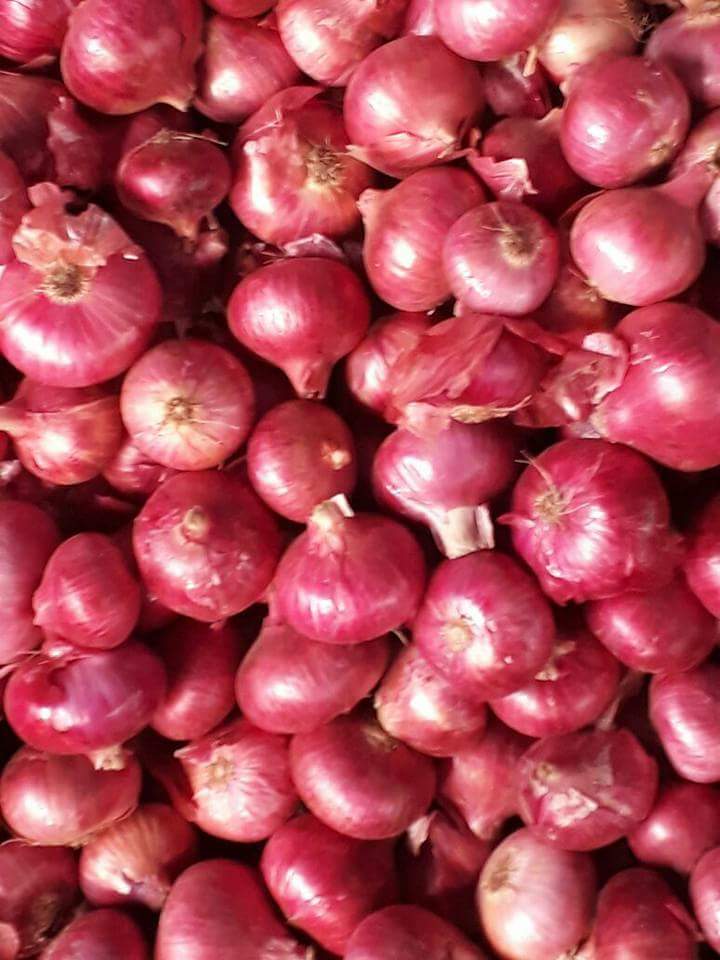 Maharashtra Fresh Red Onion, Net Bag, Packaging Size: 50 Kg