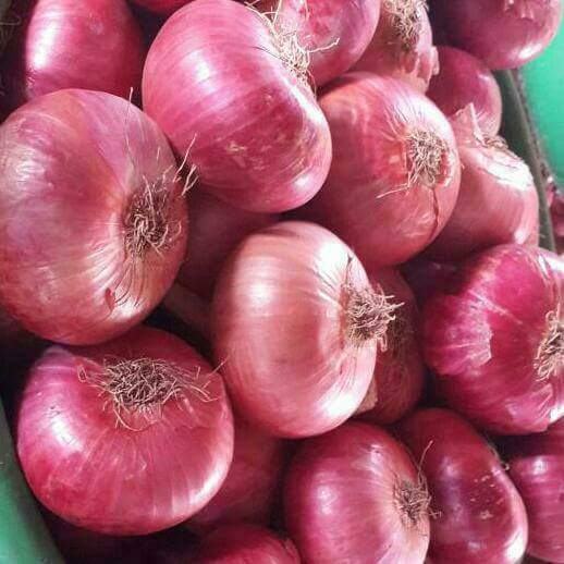 Country Fresh Red Onion 10LB