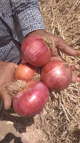 https://greebleagro.com/wp-content/uploads/2019/05/Sweet-Fresh-Red-Onion.jpg