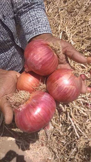 A Grade Maharashtra Fresh Red Onion, Gunny Bag, Onion Size Available: Medium