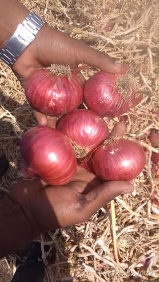 Maharashtra Dry A Grade Pink Onion, For Food, Onion Size Available