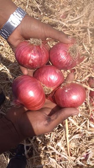 A Grade Maharashtra Fresh Red Onion, Gunny Bag, Onion Size Available: Medium