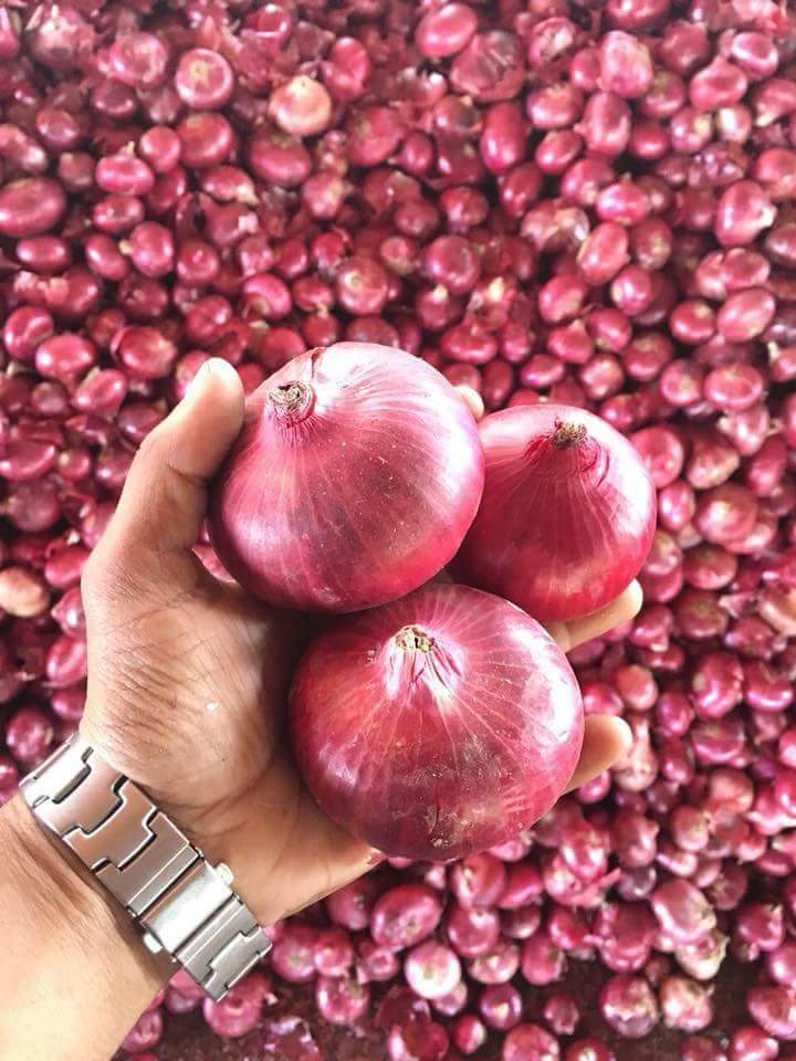 A Grade Maharashtra Fresh Red Onion, Gunny Bag, Onion Size Available: Medium